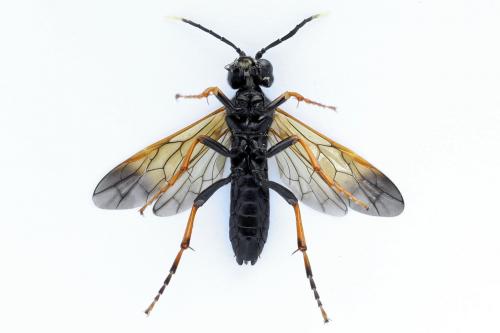 Tenthredo crassa