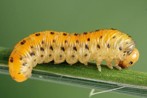 Réf. 272 358 : Zonuledo amoena