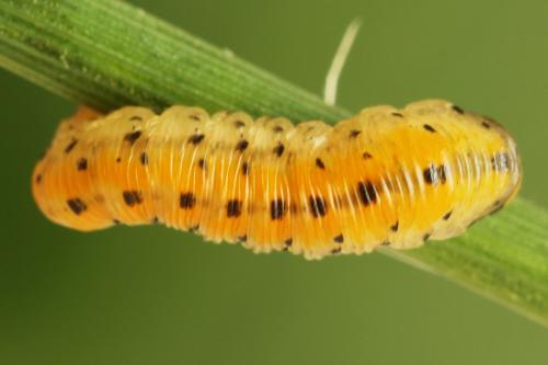 Zonuledo amoena