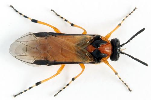Réf. 272 820 : Athalia rosae