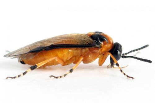 Réf. 272 821 : Athalia rosae