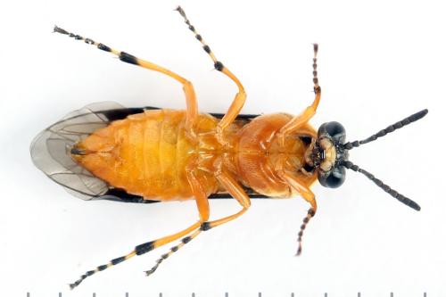Réf. 272 822 : Athalia rosae