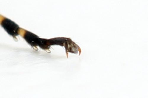 Réf. 272 823 : Athalia rosae