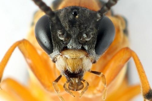 Réf. 272 824 : Athalia rosae