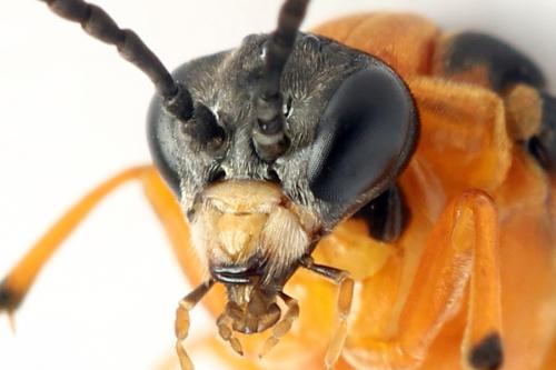 Réf. 272 825 : Athalia rosae