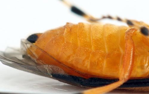 Réf. 272 826 : Athalia rosae
