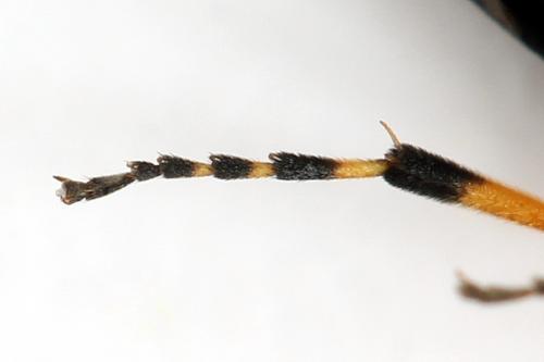 Réf. 272 828 : Athalia rosae