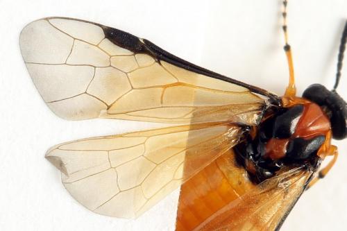 Réf. 272 830 : Athalia rosae