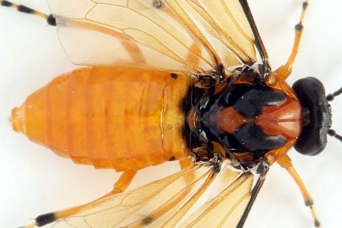 Réf. 272 832 : Athalia rosae