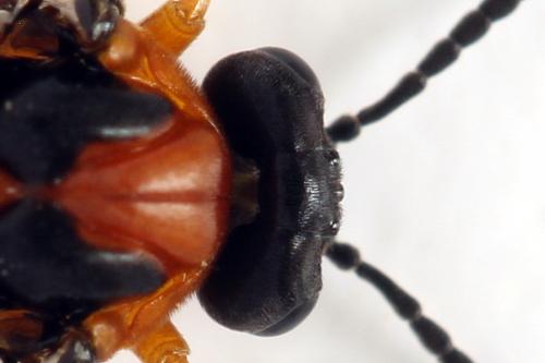 Réf. 272 834 : Athalia rosae