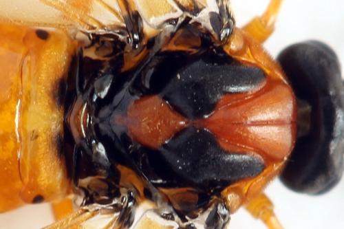 Réf. 272 833 : Athalia rosae