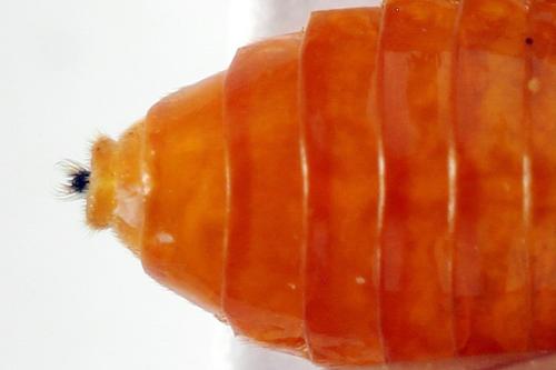 Réf. 272 835 : Athalia rosae