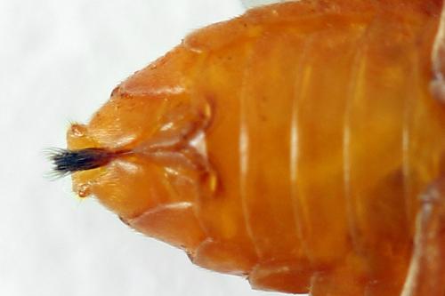 Réf. 272 836 : Athalia rosae