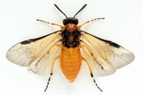 Réf. 272 837 : Athalia rosae