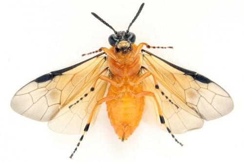 Réf. 272 838 : Athalia rosae