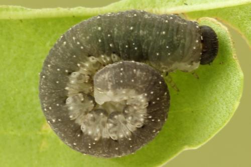 Réf. 272 501 : Tenthredo omissa
