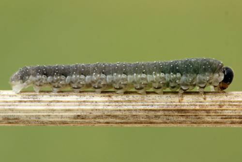 Réf. 272 502 : Tenthredo omissa