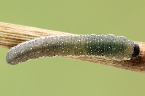Réf. 272 503 : Tenthredo omissa