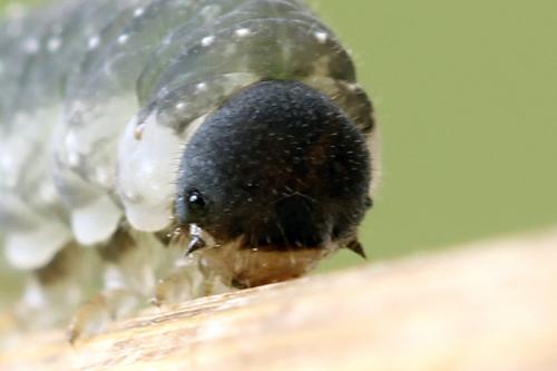 Réf. 272 504 : Tenthredo omissa