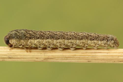 Réf. 272 505 : Tenthredo omissa