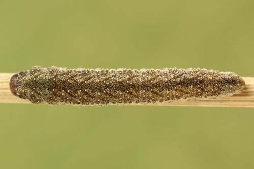 Réf. 272 506 : Tenthredo omissa