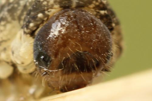 Réf. 272 507 : Tenthredo omissa