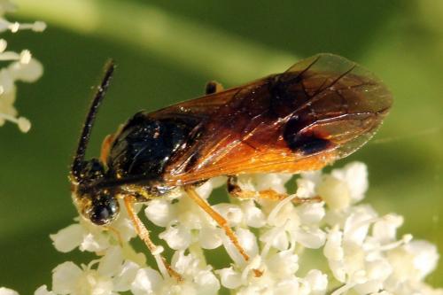 Réf. 272 190 : Arge dimidiata