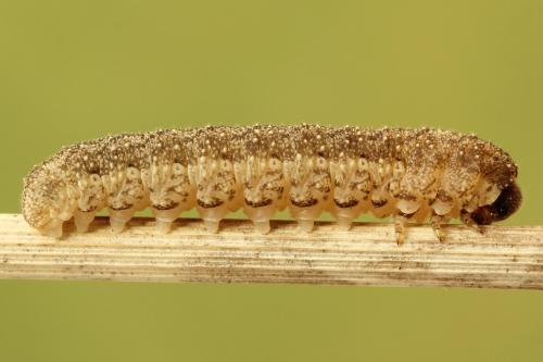 Réf. 272 508 : Tenthredo omissa