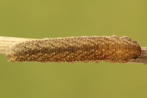 Réf. 272 509 : Tenthredo omissa