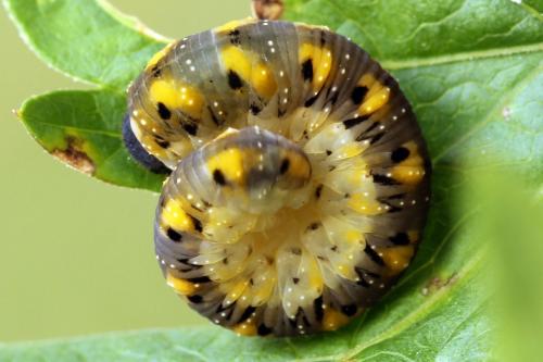 Tenthredo crassa