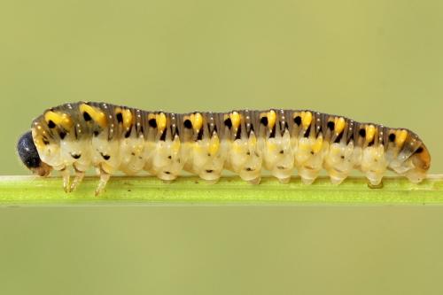 Tenthredo crassa