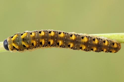 Tenthredo crassa