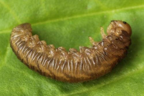 Réf. 272 510 : Tenthredo omissa