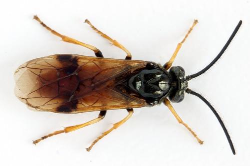 Réf. 272 192 : Arge dimidiata
