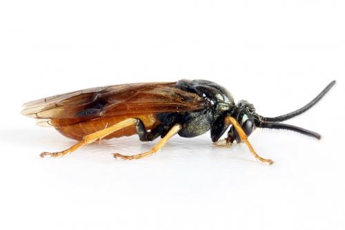 Arge dimidiata