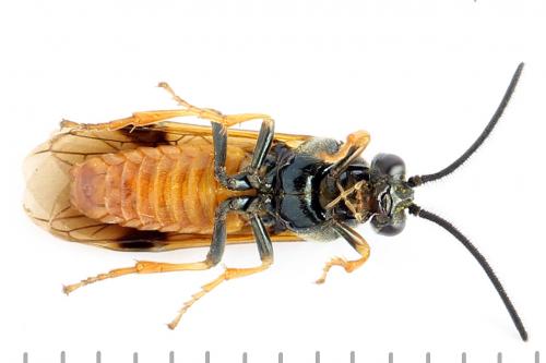 Réf. 272 194 : Arge dimidiata