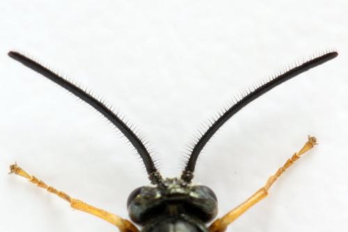 Réf. 272 195 : Arge dimidiata