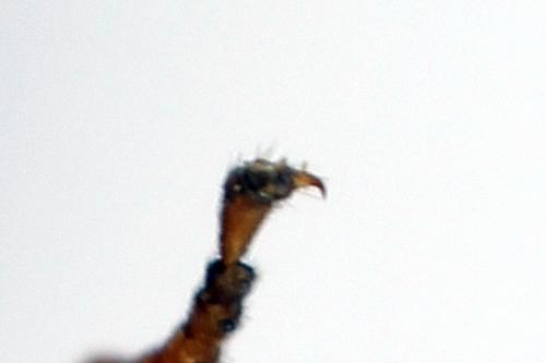 Réf. 272 196 : Arge dimidiata