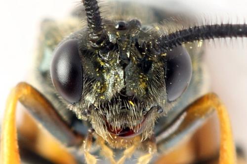 Réf. 272 197 : Arge dimidiata