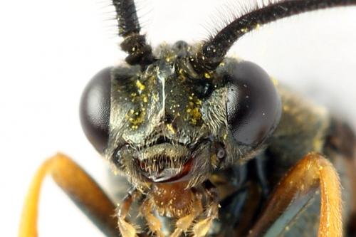 Réf. 272 198 : Arge dimidiata