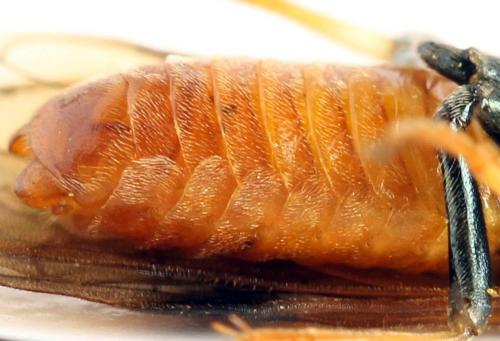 Réf. 272 199 : Arge dimidiata
