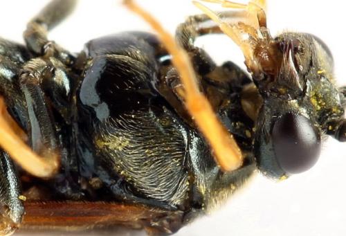 Réf. 272 200 : Arge dimidiata