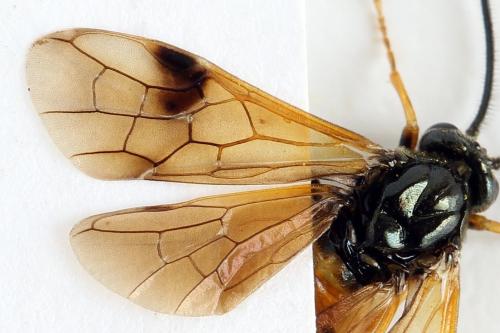 Arge dimidiata