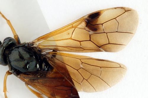 Arge dimidiata