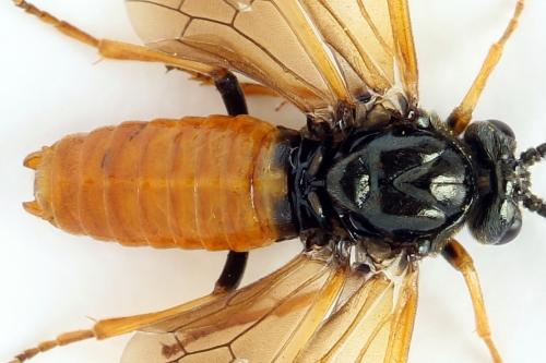 Réf. 272 203 : Arge dimidiata