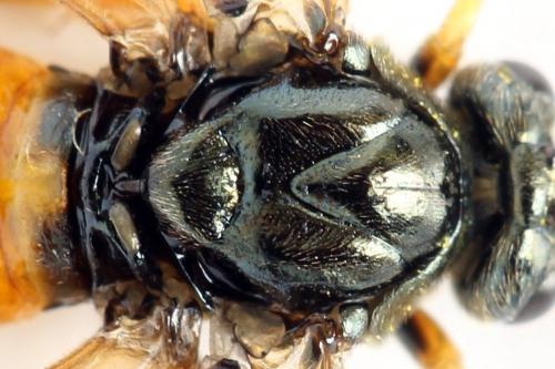 Arge dimidiata