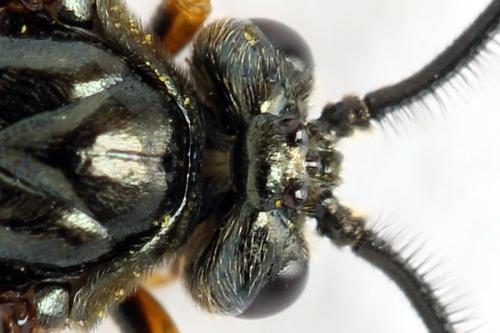 Réf. 272 205 : Arge dimidiata