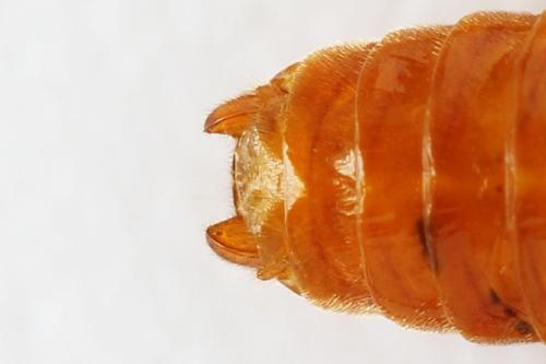 Réf. 272 206 : Arge dimidiata