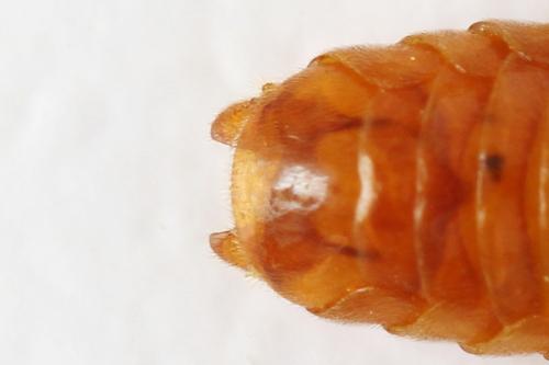 Arge dimidiata