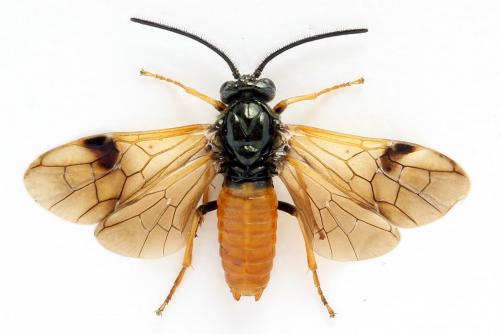 Arge dimidiata